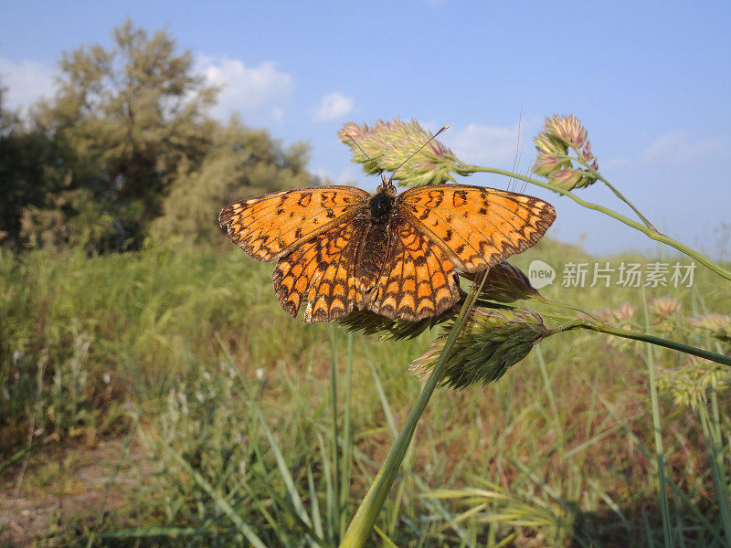 斑点贝母蝶(Melitaea didyma)